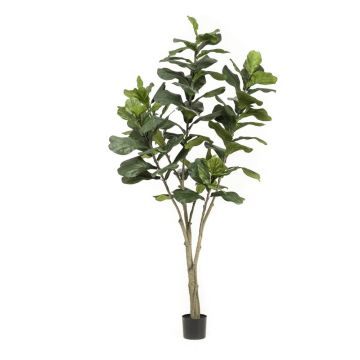 Künstlicher Ficus Lyrata ENRIKO, Kunststamm, grün, 210cm