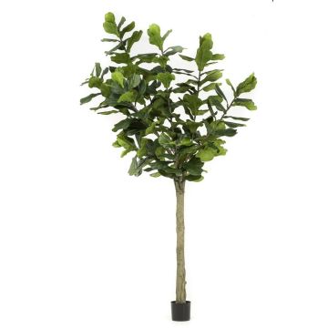 Künstlicher Ficus Lyrata ENRIKO, Kunststamm, grün, 300cm