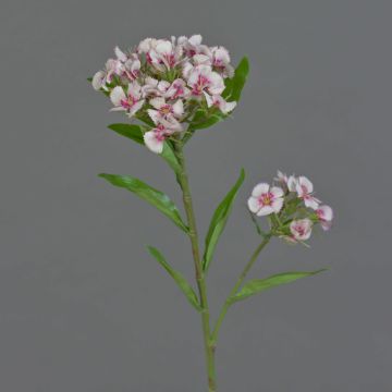 Künstliche Bartnelke ARCHIE, creme-pink, 60cm, Ø8-14cm