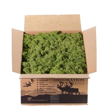Echtes Isländisches Moos SVEINBJÖRN, grasgrün, 2,7kg