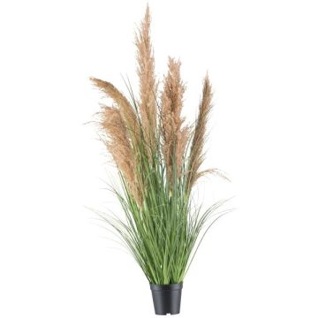 Deko Gras Schilf DEFINA mit Rispen, braun, 110cm
