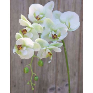 Kunstzweig Phalaenopsis Orchidee OPHELIA, creme-grün, 80cm