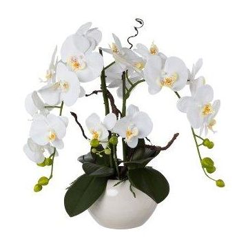 Deko Orchidee Korkenzieherweide Gesteck LULUDI, Keramiktopf weiß, Wurzeln, weiß, 55cm
