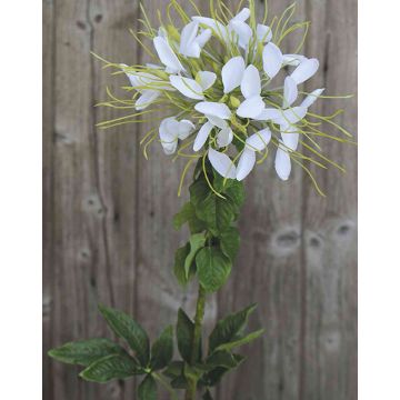 Kunst Spinnenblume HILDEGARD, weiß, 85cm, Ø20cm
