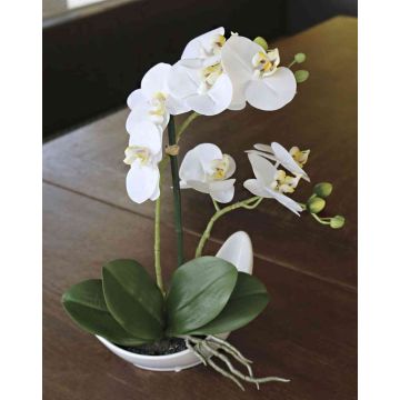 Deko Phalaenopsis Orchidee ZARMINAH in Keramikschale, weiß, 35cm