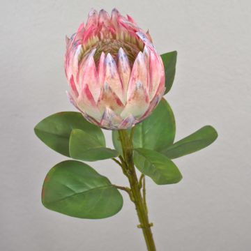 Deko Blumenzweig Königs-Protea TANIEKA, rosa-lila-weiß, 65cm, Ø9cm