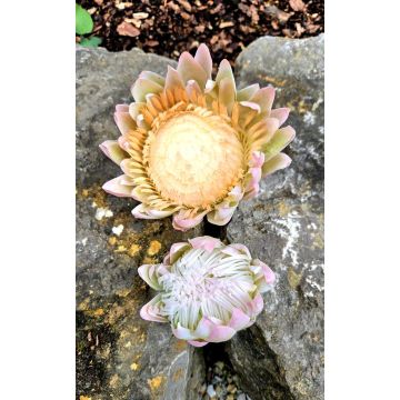 Deko Blumenzweig Königs-Protea TANIEKA, grün-rosa, 65cm