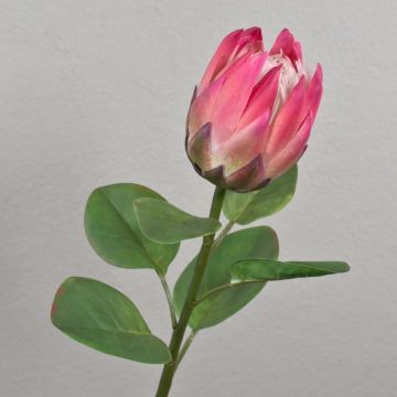 Deko Blumenzweig Königs-Protea TANIEKA, pink-lila-grün, 65cm, Ø12cm