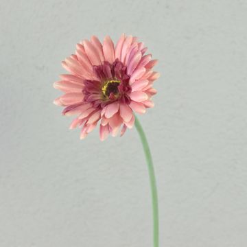 Künstliche Blume Gerbera TEUDELINDE, altrosa, 55cm, Ø8cm