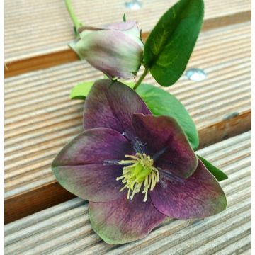 Kunstblume Christrose MITTWEIDA, violett-grün, 35cm