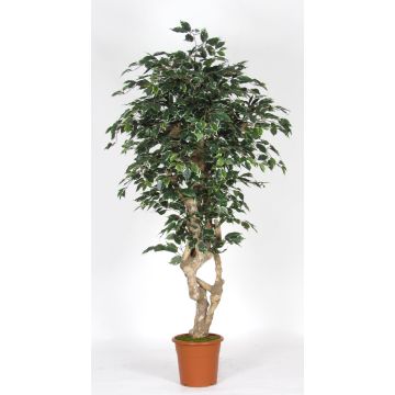Künstlicher Ficus Benjamina SILENO, Echtstamm, grün-weiß, 200cm - Made in Italy