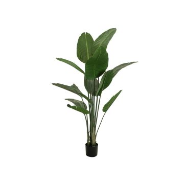 Unechte Pflanze Strelitzie PANAGIOTA, grün, 170cm
