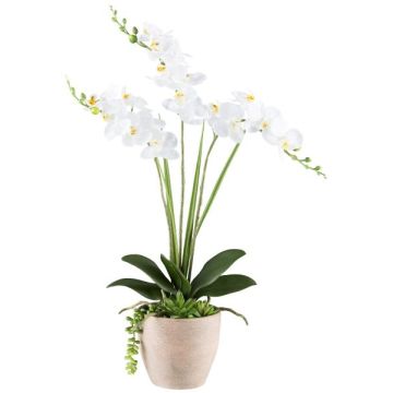 Kunstblumen Gesteck Orchidee Sukkulenten FININ, Zementtopf, Wurzeln, weiß, 55cm