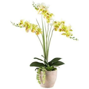 Kunstblumen Gesteck Orchidee Sukkulenten FININ, Zementtopf, Wurzeln, grün-weiß, 55cm