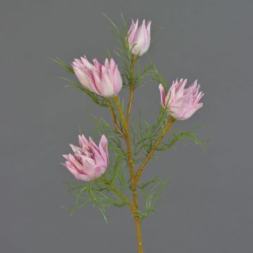 Dekozweig Protea NOHEA, rosa-weiß, 60cm, Ø3-6cm