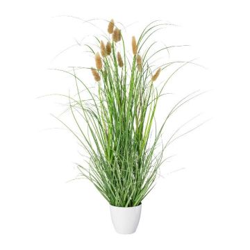 Dekogras Hasenschwanzgras BIRVO im Melamin-Übertopf, Rispen, beige, 60cm Dekogras Hasenschwanzgras BIRVO im Melamin-Übertopf, Rispen, beige, 60cm