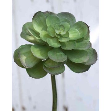 Plastik Echeveria gibbiflora ERNESTO, Steckstab, grün, 23cm, Ø13cm