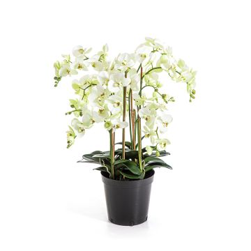 Kunstblume Phalaenopsis Orchidee FINEA im Dekotopf, creme, 85cm