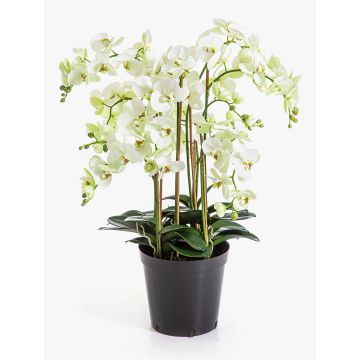 Kunstblume Phalaenopsis Orchidee FINEA im Dekotopf, creme, 85cm