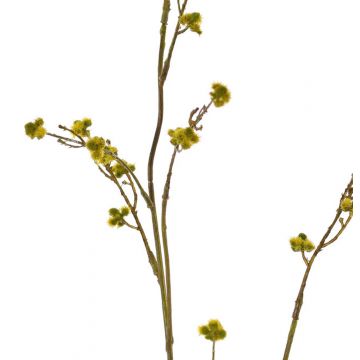 Künstliche Stirlingia latifolia COLLAN, grün-gelb, 85cm, Ø1cm