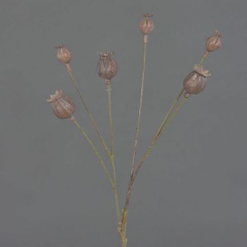 Mohnkapseln Zweig künstlich ASUMAN, braun, 70cm, Ø2-3cm
