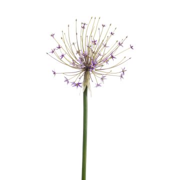 Plastik Allium GETARIA, lila, 105cm