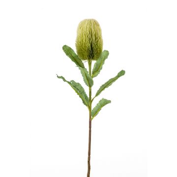 Künstliche Banksia robur YUSTE, grün, 65cm