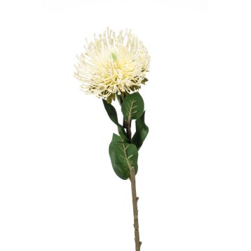 Kunstblume Nadelkissen Protea HERVAS, creme, 70cm