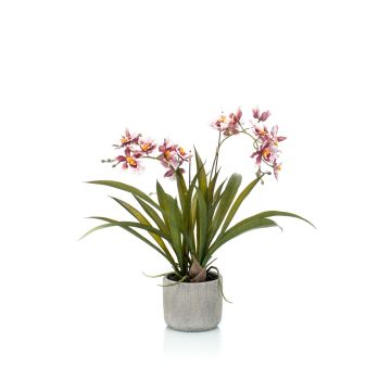 Kunst Oncidium Orchidee COLUNGA im Keramiktopf, rosa-violett, 45cm