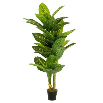 Künstliche Dieffenbachia SARIEGO, grün, 175cm