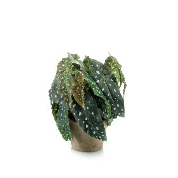 Kunst Forellenbegonie JOELLE, Terracottatopf, buschig, grün-weiß, 30cm