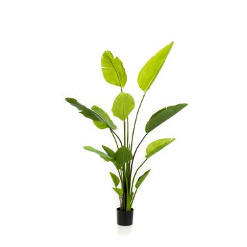 Künstliche Strelitzia BEDAR, grün, 150cm