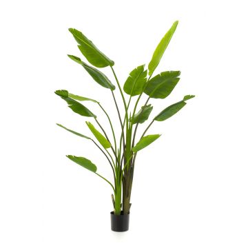 Künstliche Strelitzia BEDAR, grün, 180cm