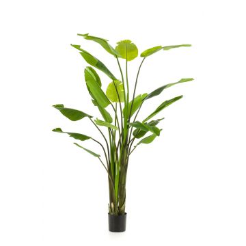 Künstliche Strelitzia BEDAR, grün, 235cm