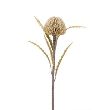 Kunstblume Banksia serrata VICARA, beige, 60cm, Ø8cm
