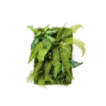 Künstliche Farn Alocasia Hecke / Matte ALTERE grün, 60x40cm