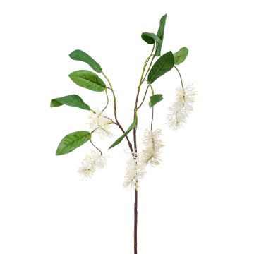 Kunstzweig Australische Silbereiche ALSHAT, Blüten, creme, 100cm