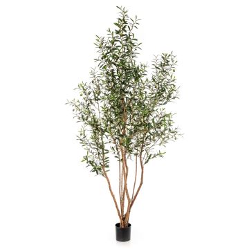 Kunst Olivenbaum JALO mit Früchten, Echtstamm, grün, 220cm