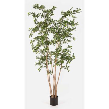 Kunstbaum Bucida Buceras LEANDRI, Naturstamm, grün, 210cm