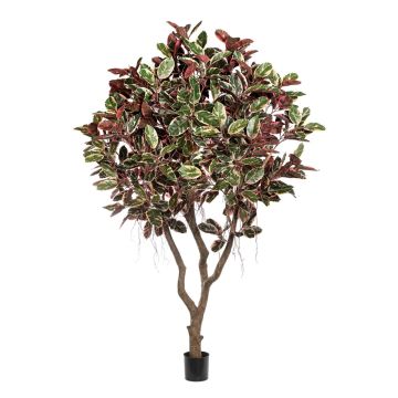 Kunstpflanze Ficus elastica THIM, Kunststamm, rot-weiß-grün, 295cm