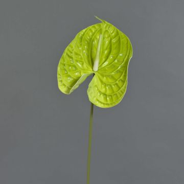 Anthurie künstlich MAXLER, hellgrün, 70cm, 14x19cm