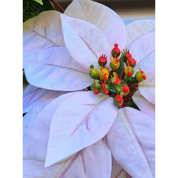 Samt Poinsettia künstlich LIBASSE, weiß-rosa, 65cm