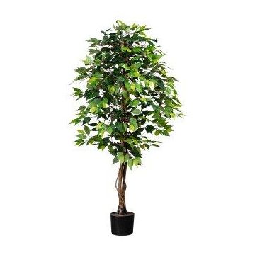 Dekobaum Ficus Benjamini ONIN, Naturstämme, 150cm