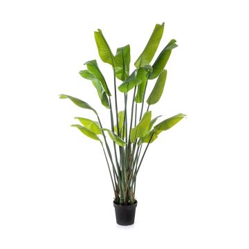 Deko Pflanze Strelitzie OMBRA, grün, 200cm