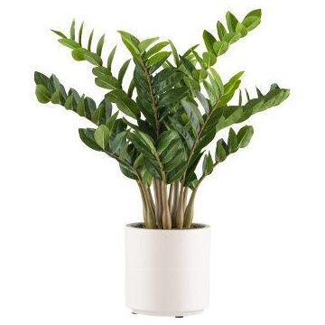 Künstliche Pflanze Zamioculcas BROLKE, Dekotopf, 80cm