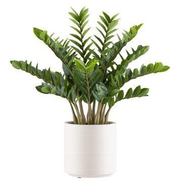 Künstliche Pflanze Zamioculcas BROLKE, Dekotopf, 85cm