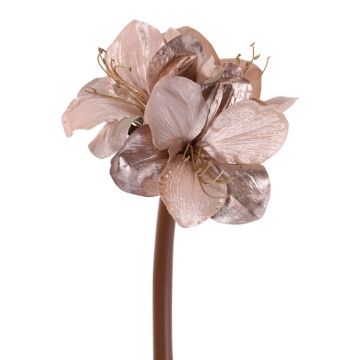 Samt Amaryllis KIRSTY, beige-rosa, 70cm, Ø9cm