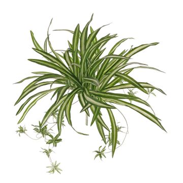 Kunst Grünlilie DEMIAN auf Steckstab, grün-weiß, 50cm