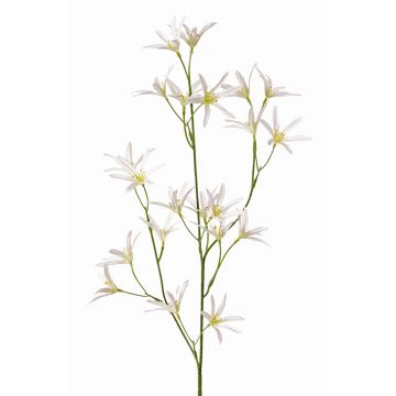 Kunstblume Tweedia solanoides PALLAS, weiß, 75cm, Ø5cm