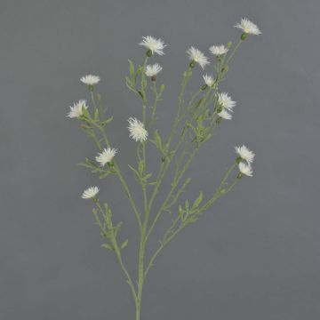 Kunstblumenzweig Kornblume ZENOBIOS, creme, 80cm, Ø3-4cm